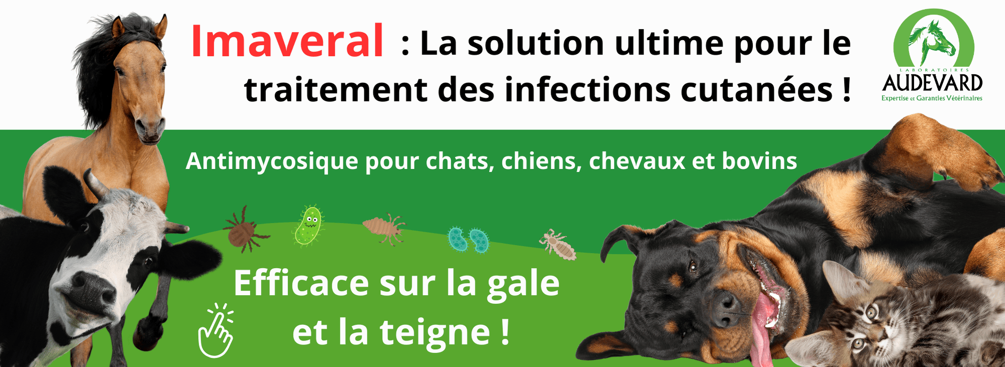 Imaveral solution antimycosique pour chats chiens chevaux et bovins